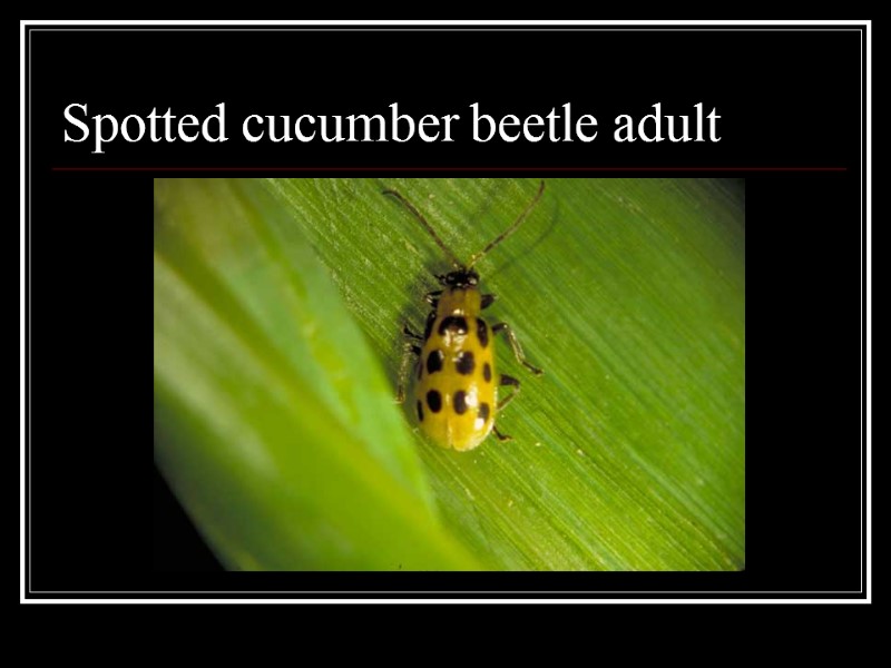 Spotted cucumber beetle adult
